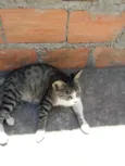 Adulto