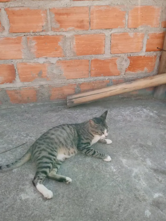 Gato ra a Mista idade 1 ano nome Adulto