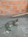 Adulto