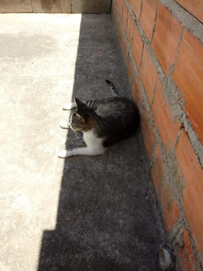 Gato ra a Mista idade 1 ano nome Adulto