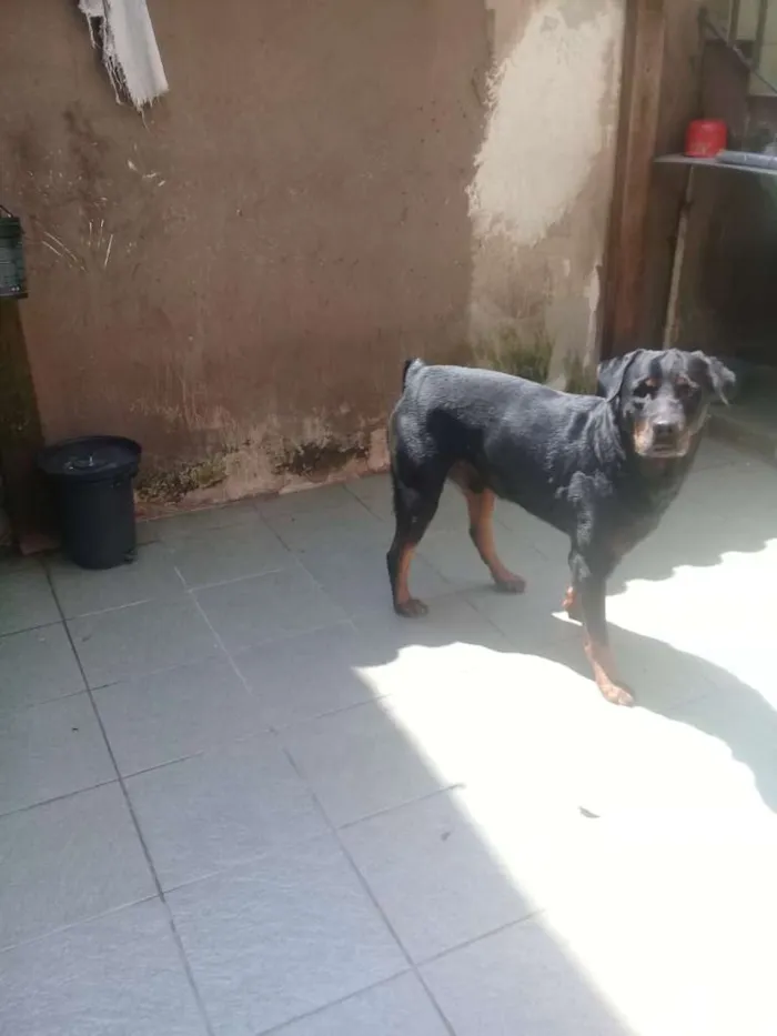 Cachorro ra a Rottweiler idade 3 anos nome sadan