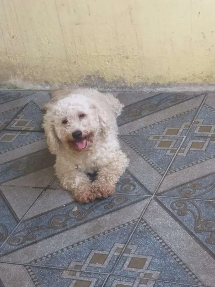 Cachorro ra a Poodle idade 2 anos nome Nino