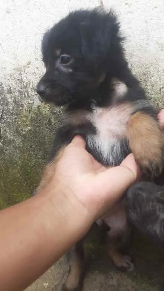Cachorro raça Srd  idade Abaixo de 2 meses nome Irmãos 
