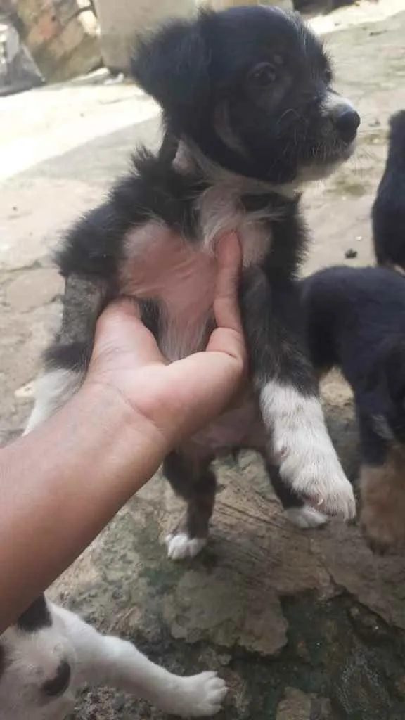 Cachorro raça Srd  idade Abaixo de 2 meses nome Irmãos 