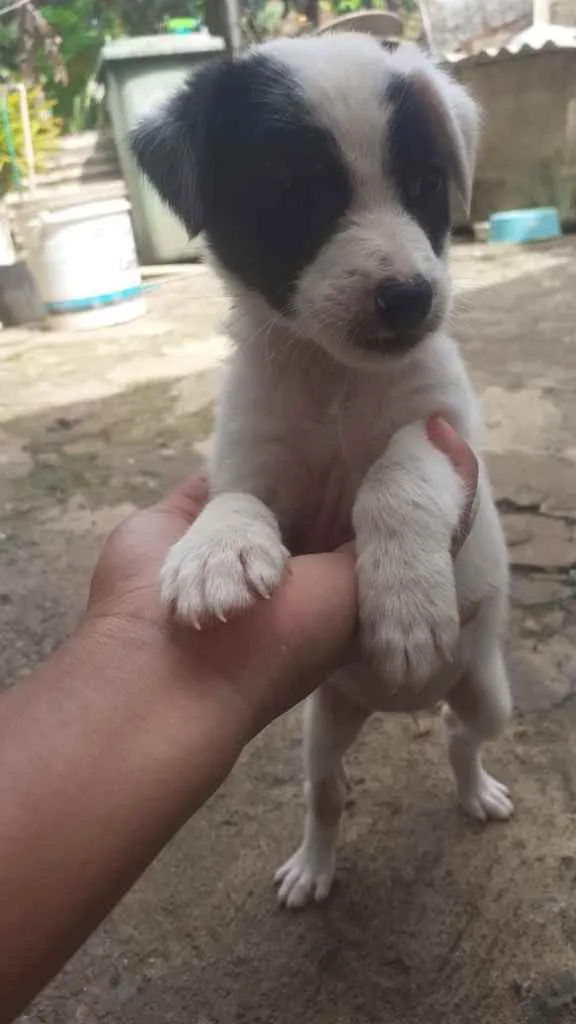 Cachorro raça Srd  idade Abaixo de 2 meses nome Irmãos 