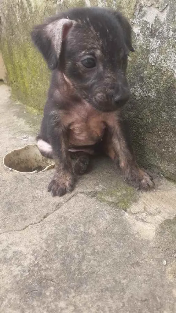 Cachorro raça Srd  idade Abaixo de 2 meses nome Irmãos 