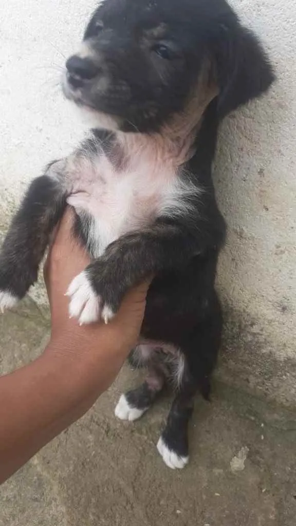 Cachorro raça Srd  idade Abaixo de 2 meses nome Irmãos 