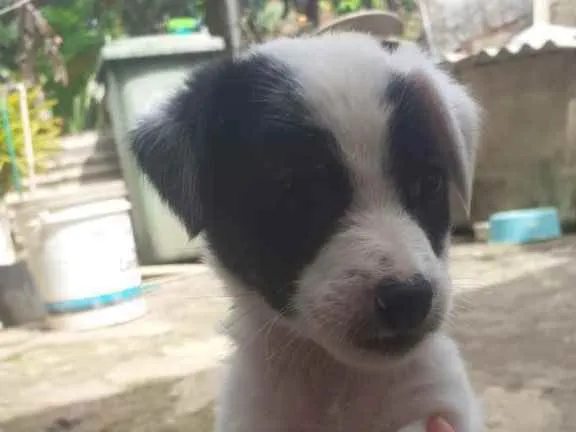 Cachorro raça Srd  idade Abaixo de 2 meses nome Irmãos 