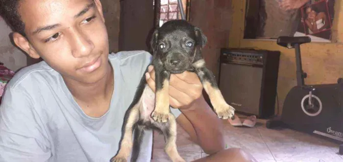 Cachorro ra a  idade Abaixo de 2 meses nome Nao tem