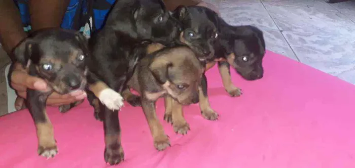 Cachorro ra a  idade Abaixo de 2 meses nome Nao tem