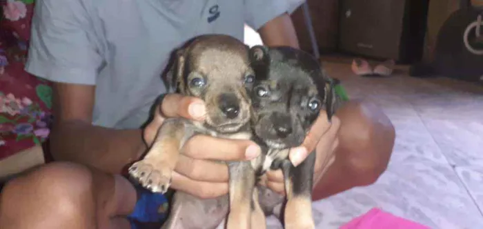 Cachorro ra a  idade Abaixo de 2 meses nome Nao tem