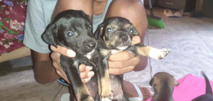 Cachorro ra a  idade Abaixo de 2 meses nome Nao tem