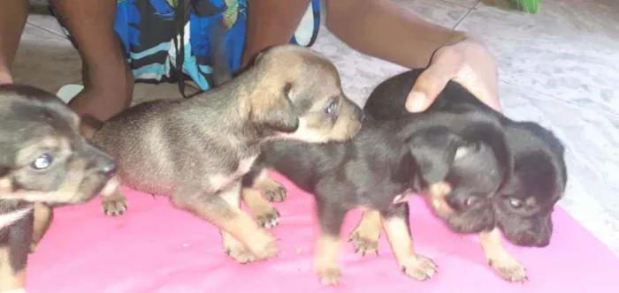 Cachorro ra a  idade Abaixo de 2 meses nome Nao tem