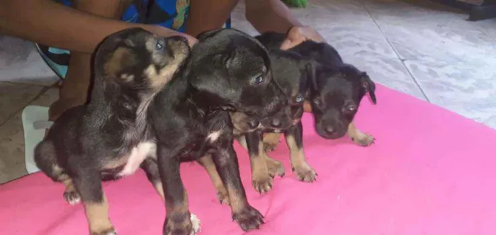 Cachorro ra a  idade Abaixo de 2 meses nome Nao tem