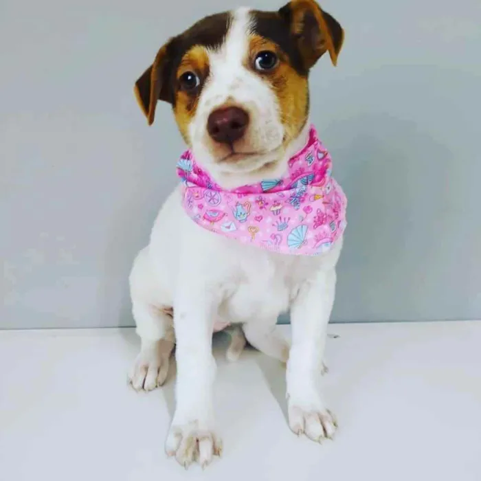 Cachorro raça SRD idade 2 a 6 meses nome FFoxy