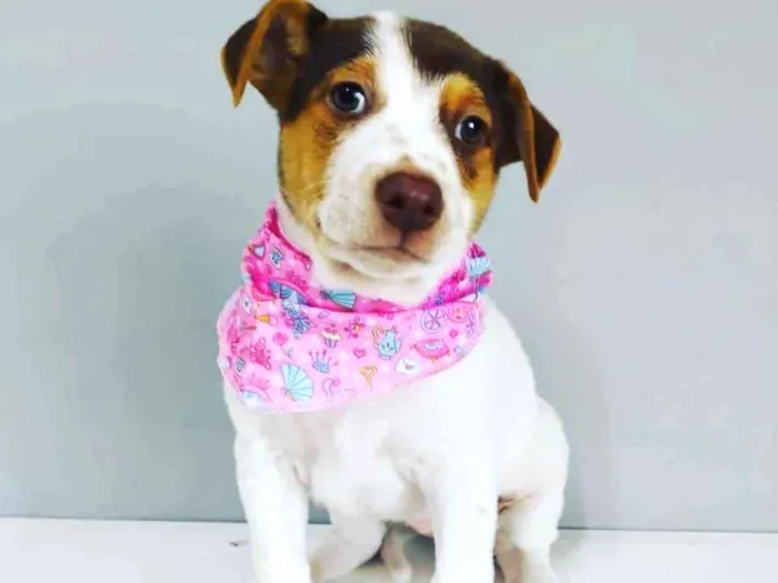 Cachorro raça SRD idade 2 a 6 meses nome FFoxy