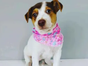 Cachorro raça SRD idade 2 a 6 meses nome FFoxy