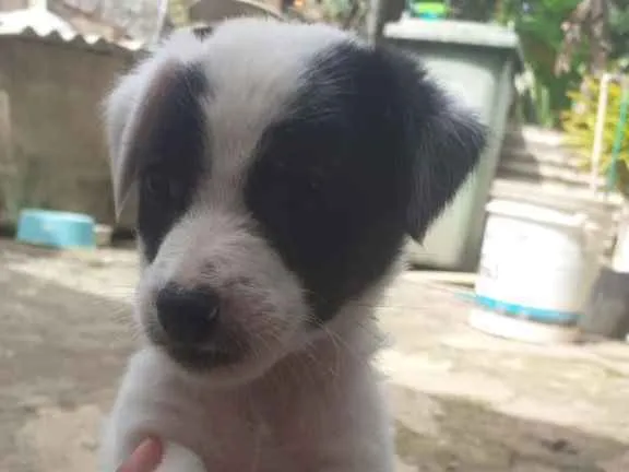 Cachorro raça Srd  idade Abaixo de 2 meses nome Irmãos 