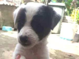 Cachorro raça Srd  idade Abaixo de 2 meses nome Irmãos 