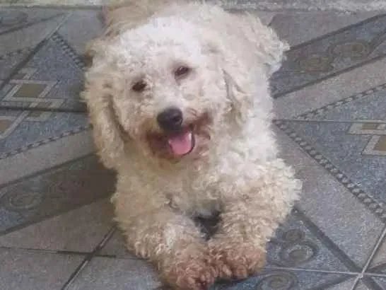Cachorro ra a Poodle idade 2 anos nome Nino