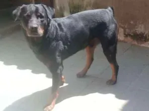 Cachorro raça Rottweiler idade 3 anos nome sadan