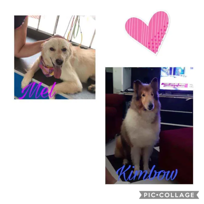 Cachorro raça Fêmea srd e Collie idade 2 anos nome Mel (srd) Kimbow col