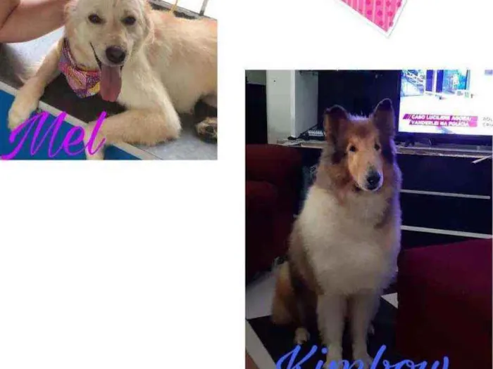 Cachorro raça Fêmea srd e Collie idade 2 anos nome Mel (srd) Kimbow col