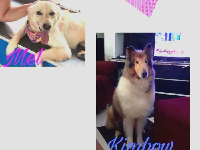 Cachorro raça Fêmea srd e Collie idade 2 anos nome Mel (srd) Kimbow col