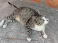 Adulto