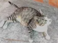 Adulto