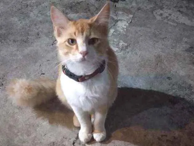 Gato ra a Nao sabemos  idade 2 anos nome João Marcos 