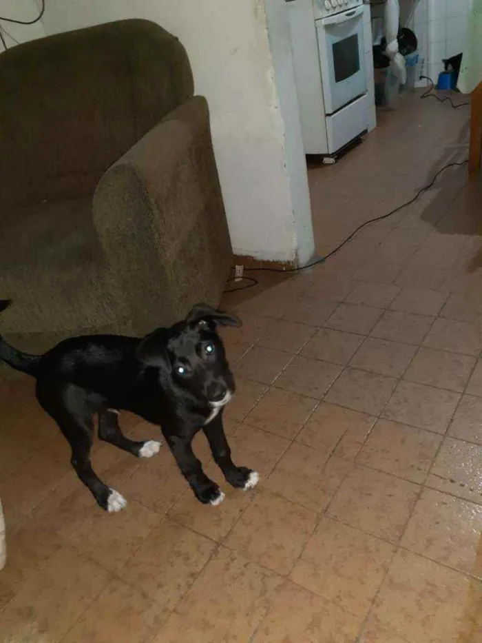 Cachorro ra a Indefinido  idade 2 a 6 meses nome Thor