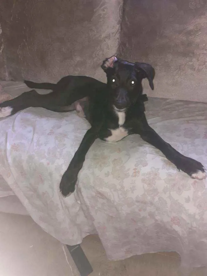 Cachorro ra a Indefinido  idade 2 a 6 meses nome Thor