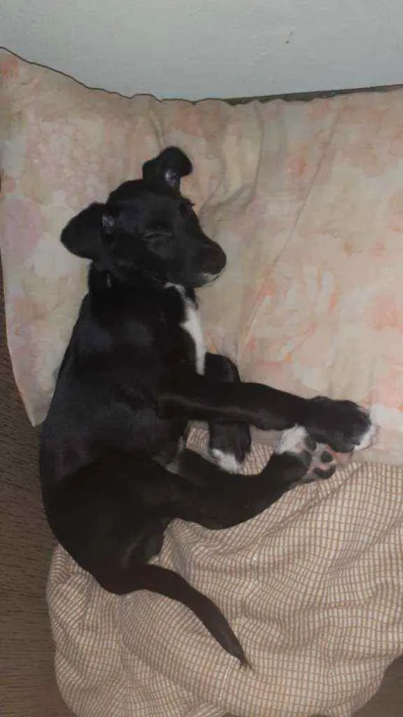 Cachorro ra a Indefinido  idade 2 a 6 meses nome Thor