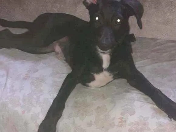 Cachorro ra a Indefinido  idade 2 a 6 meses nome Thor