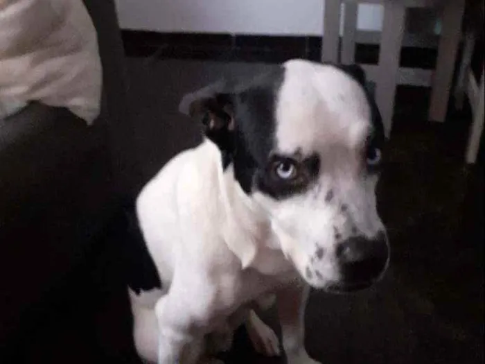 Cachorro raça Não definida idade 1 ano nome San