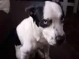 Cachorro raça Não definida idade 1 ano nome San