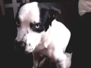 Cachorro raça Não definida idade 1 ano nome San