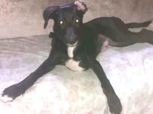 Cachorro raça Indefinido  idade 2 a 6 meses nome Thor