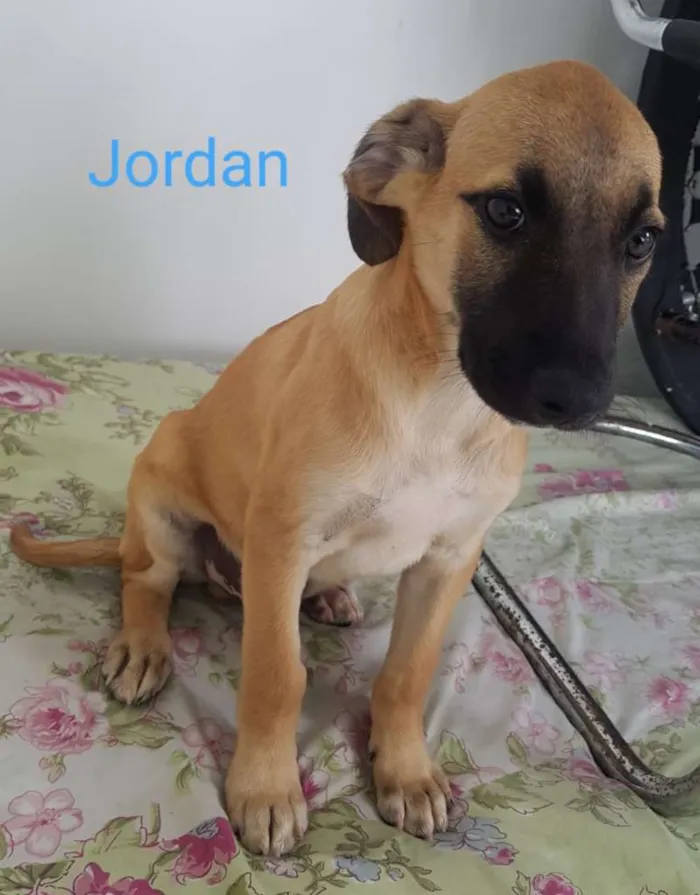 Cachorro ra a SRD-ViraLata idade 2 a 6 meses nome JORDAN