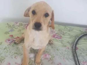 Cachorro raça SRD-ViraLata idade 2 a 6 meses nome JULIANA