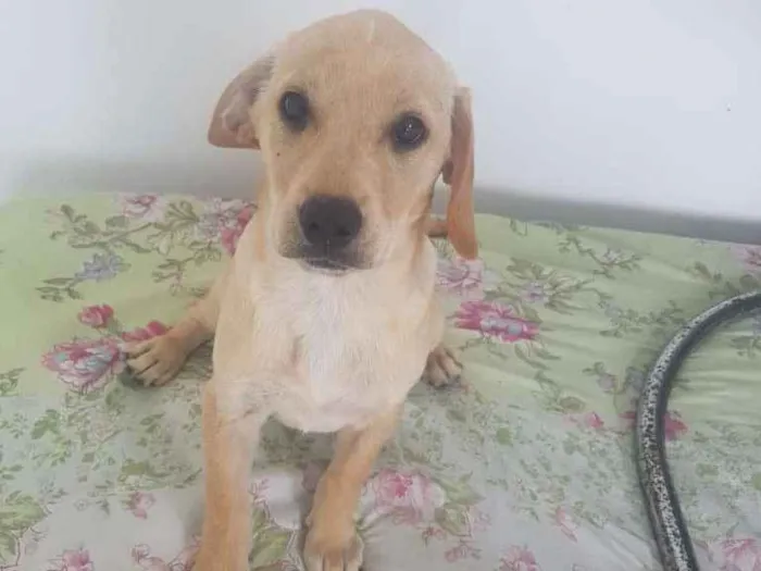 Cachorro ra a SRD-ViraLata idade 2 a 6 meses nome JULIANA