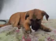 Cachorro raça SRD-ViraLata idade 2 a 6 meses nome JEZEBEL
