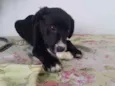 Cachorro raça SRD-ViraLata idade 2 a 6 meses nome JAQUE