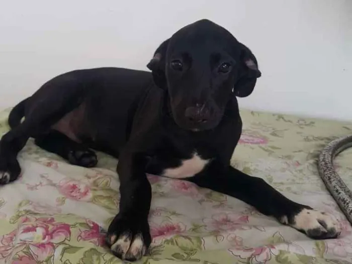 Cachorro ra a SRD idade 2 a 6 meses nome JOSE