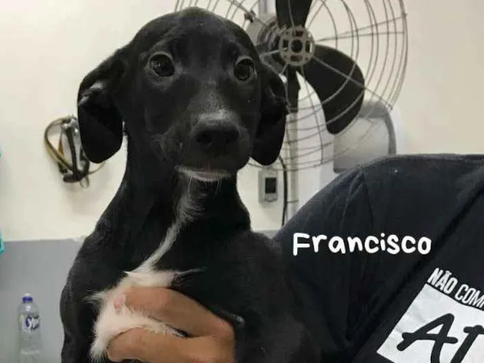 Cachorro raça SRD-ViraLata idade 2 a 6 meses nome FRANCISCO