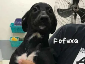 Cachorro raça SRD idade 2 a 6 meses nome FOFUXA