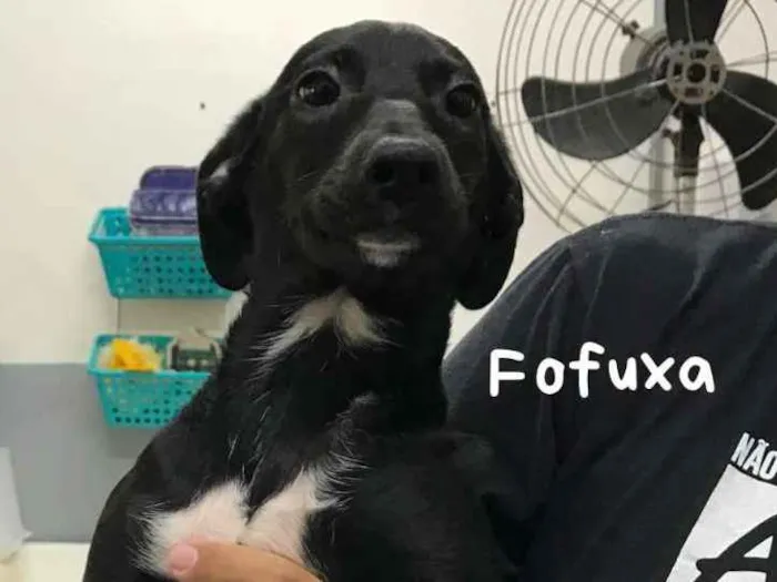 Cachorro ra a SRD idade 2 a 6 meses nome FOFUXA