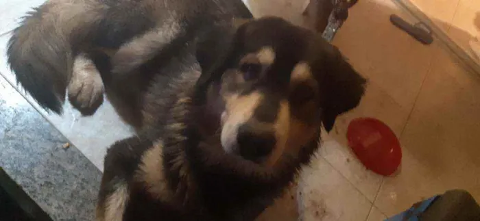 Cachorro raça SRD idade 1 ano nome Lancelot
