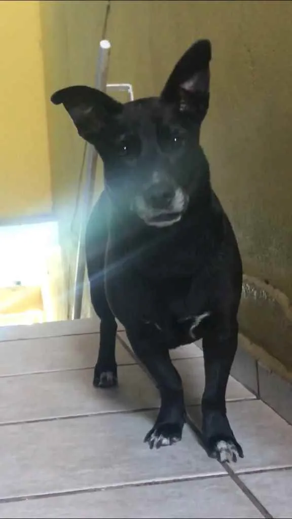 Cachorro ra a Srd  idade 4 anos nome Mog